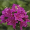 FLORASELF Rhododendron Rhododendron Obtusum 'Purpurtraum' Potmaat 2 Liter H 20-25 Cm