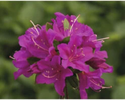 FLORASELF Rhododendron Rhododendron Obtusum 'Purpurtraum' Potmaat 2 Liter H 20-25 Cm