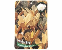 FLORASELF Rhododendron Rhododendron Tsariense 'Queen Bee' Potmaat 5 Liter H 30-40 Cm