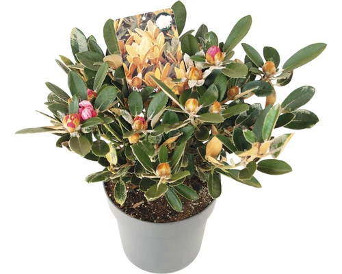 FLORASELF Rhododendron Rhododendron Tsariense 'Queen Bee' Potmaat 5 Liter H 30-40 Cm 4 FLORASELF Rhododendron Rhododendron Tsariense 'Queen Bee' Potmaat 5 Liter H 30-40 Cm - Afbeelding 2