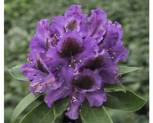 FLORASELF Rhododendron Rhododendron Hybride 'Orakel' Potmaat 5 Liter H 30-40 Cm 3 FLORASELF Rhododendron Rhododendron Hybride 'Orakel' Potmaat 5 Liter H 30-40 Cm