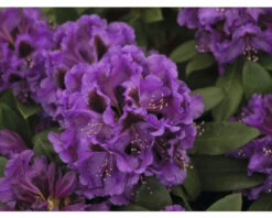 FLORASELF Rhododendron Rhododendron Hybride 'Orakel' Potmaat 5 Liter H 30-40 Cm 7 FLORASELF Rhododendron Rhododendron Hybride 'Orakel' Potmaat 5 Liter H 30-40 Cm -FLORASELF Verkoop DV 8 10647153 02 4c DE 20230130131759