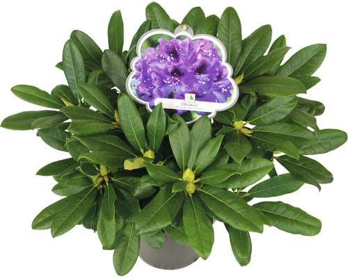FLORASELF Rhododendron Rhododendron Hybride 'Orakel' Potmaat 5 Liter H 30-40 Cm 4 FLORASELF Rhododendron Rhododendron Hybride 'Orakel' Potmaat 5 Liter H 30-40 Cm - Afbeelding 2