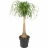 FLORASELF Olifantspoot Beaucarnea Potmaat Ø 27 Cm H 100 Cm