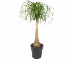 FLORASELF Olifantspoot Beaucarnea Potmaat Ø 27 Cm H 100 Cm
