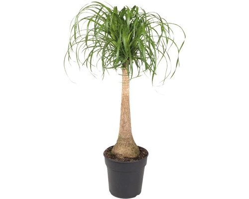 FLORASELF Olifantspoot Beaucarnea Potmaat Ø 27 Cm H 100 Cm 3 FLORASELF Olifantspoot Beaucarnea Potmaat Ø 27 Cm H 100 Cm