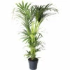 FLORASELF Kentiapalm Howea Forsteriana Potmaat Ø 27 Cm H 160 Cm 2 FLORASELF Kentiapalm Howea Forsteriana Potmaat Ø 27 Cm H 160 Cm -FLORASELF Verkoop DV 8 10692420 01 4c NL 20230413161223