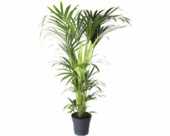FLORASELF Kentiapalm Howea Forsteriana Potmaat Ø 27 Cm H 160 Cm