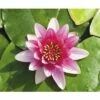 FLORASELF® Waterlelie Nymphaea 'Pygmea Rubra' Rood Potmaat Ø 11 Cm -FLORASELF Verkoop DV 8 1921331 01 4c DE 20220228154658