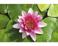 FLORASELF® Waterlelie Nymphaea 'Pygmea Rubra' Rood Potmaat Ø 11 Cm