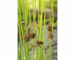 FLORASELF Krulpitrus Juncus Effusus Ø 11 Cm -FLORASELF Verkoop DV 8 1923746 02 4c DE 20210118131755