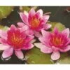 FLORASELF® Waterlelie Nymphaea 'Attraction' Rood Potmaat Ø 11 Cm -FLORASELF Verkoop DV 8 1923860 04 4c DE 20150828094315