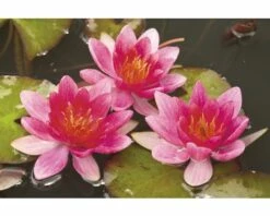 FLORASELF® Waterlelie Nymphaea 'Attraction' Rood Potmaat Ø 11 Cm