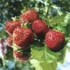 FLORASELF Aarbei Fragaria X Ananassa 'Ostara' Per 6 St 2 FLORASELF Aarbei Fragaria X Ananassa 'Ostara' Per 6 St -FLORASELF Verkoop DV 8 1942967 c 20190221101753
