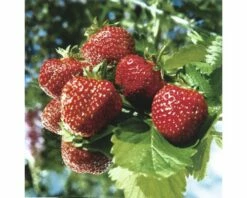 FLORASELF Aarbei Fragaria X Ananassa 'Ostara' Per 6 St