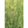 FLORASELF Ruwe Smele Deschampsia Cespitosa Potmaat Ø 14 Cm H 10-40 Cm -FLORASELF Verkoop DV 8 1949844 01 4c DE 20220309164655