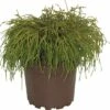 FLORASELF® Japanse Cypres Chamaecyparis Pisifera 'Filifera Nana' Potmaat Ø21 Cm -FLORASELF Verkoop DV 8 1954729 02 4c DE 20190209170012