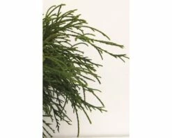 FLORASELF® Japanse Cypres Chamaecyparis Pisifera 'Filifera Nana' Potmaat Ø21 Cm -FLORASELF Verkoop DV 8 1954729 03 4c DE 20200220081651