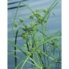 FLORASELF Parapluplant Cyperus Alternifolius Potmaat Ø 18 Cm H 10-70 Cm 2 FLORASELF Parapluplant Cyperus Alternifolius Potmaat Ø 18 Cm H 10-70 Cm -FLORASELF Verkoop DV 8 1957762 01 4c DE 20190322114657