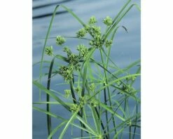 FLORASELF Parapluplant Cyperus Alternifolius Potmaat Ø 18 Cm H 10-70 Cm