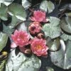 FLORASELF Waterlelie Nymphaea-Hybride 'James Brydon' Potmaat Ø 9 Cm H 10-20 Cm -FLORASELF Verkoop DV 8 1958016 01 4c DE 20190423131752