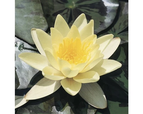 FLORASELF® Waterlelie Nymphaea 'Marliacea Chormat.' Geel Potmaat Ø 11 Cm 3 FLORASELF® Waterlelie Nymphaea 'Marliacea Chormat.' Geel Potmaat Ø 11 Cm