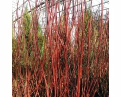FLORASELF Witte Kornoelje Cornus Alba 'Sibirica' Potmaat Ø 29.0 Cm H 80-100 Cm