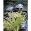 FLORASELF® Kalmoes Acorus Gramineus 'Ogon' Potmaat Ø 9 Cm -FLORASELF Verkoop DV 8 1960992 01 4c DE 20150828104832
