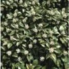 FLORASELF Dikkemanskruid Pachysandra Terminalis Potmaat Ø 9 Cm Per 6 St -FLORASELF Verkoop DV 8 1962250 Stimmung 20160202101544