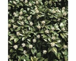FLORASELF Dikkemanskruid Pachysandra Terminalis Potmaat Ø 9 Cm Per 6 St