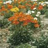 FLORASELF Oosterse Klaproos Papaver Orientale Ø 11 Cm -FLORASELF Verkoop DV 8 1964972 01 4c CH 20200110094650