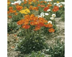 FLORASELF Oosterse Klaproos Papaver Orientale Ø 11 Cm
