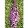 FLORASELF Vlinderstruik Buddleja Davidii Potmaat Ø 19 Cm H 60-80 Cm -FLORASELF Verkoop DV 8 1984903 01 4c DE 20150519102508