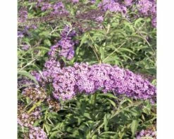 FLORASELF Vlinderstruik Buddleja Davidii Potmaat Ø 19 Cm H 60-80 Cm -FLORASELF Verkoop DV 8 1984903 02 4c DE 20150519101232