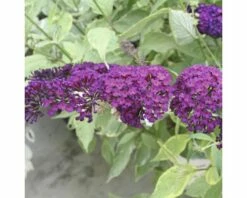 FLORASELF Vlinderstruik Buddleja Davidii Potmaat Ø 19 Cm H 60-80 Cm
