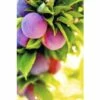 FLORASELF® Pruimenboom Prunus Domestica 'Reine Claude D'Althan' -FLORASELF Verkoop DV 8 1985848 01 4c DE 20230123154652