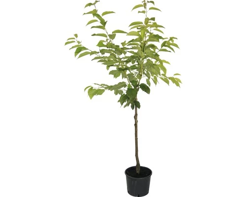 FLORASELF® Kersenboom Prunus Avium 'Burlat' Potmaat Ø24 Cm 4 FLORASELF® Kersenboom Prunus Avium 'Burlat' Potmaat Ø24 Cm - Afbeelding 2
