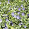 FLORASELF Kleine Maagdenpalm Vinca Minor Potmaat Ø 25 Cm H 5 Cm -FLORASELF Verkoop DV 8 1987651 04 4c DE 20201023094752