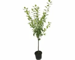 FLORASELF® Pruimenboom Prunus Domestica 'Reine Claude D'Althan' -FLORASELF Verkoop DV 8 1987719 01 4c DE 20230116181700