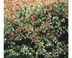 FLORASELF Dwergmispel Cotoneaster Dammeri Potmaat Ø 9 Cm Per 6 St