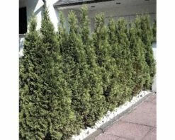FLORASELF® Westerse Levensboom Thuja Occidentalis 'Smaragd' Potmaat Ø12 Cm -FLORASELF Verkoop DV 8 1996390 Simmung01 20230414131653