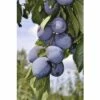 FLORASELF Pruimenboom Prunus Domestica Starline ® 'Anja' -FLORASELF Verkoop DV 8 19 Zwetschgen 01 4c DE 20200928085547