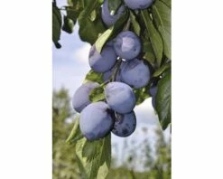 FLORASELF Pruimenboom Prunus Domestica Starline ® 'Anja'