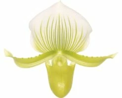 FLORASELF Vrouwenschoentje Paphiopedelum Femma Potmaat Ø 9 Cm H 30-35 Cm -FLORASELF Verkoop DV 8 2302229 01 4c DE 20191011154750