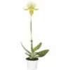 FLORASELF Vrouwenschoentje Paphiopedelum Femma Potmaat Ø 9 Cm H 30-35 Cm -FLORASELF Verkoop DV 8 2302229 02 4c DE 20191011154750