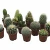 FLORASELF Cactus Potmaat Ø 6,5 Cm H 6,5-8,5 Cm 1 FLORASELF Cactus Potmaat Ø 6,5 Cm H 6,5-8,5 Cm -FLORASELF Verkoop DV 8 2320265 01 4c DE 20180126141020