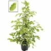 FLORASELF Ficus Gouden King Ø21 Cm H80-100 Cm -FLORASELF Verkoop DV 8 3063749 01 4c DE 20190913084754