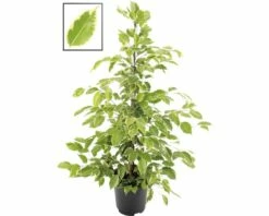 FLORASELF Ficus Gouden King Ø21 Cm H80-100 Cm