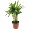 FLORASELF® Goudpalm Dypsis Lutescens Potmaat Ø 12 Cm -FLORASELF Verkoop DV 8 3189160 05 4c DE 20201201084654