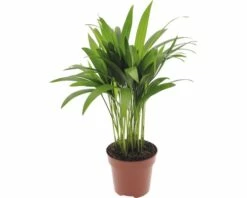 FLORASELF® Goudpalm Dypsis Lutescens Potmaat Ø 12 Cm
